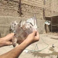 کفتر پرشی