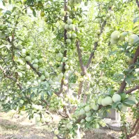 باغ سر سبز ( جاده ساحلی )