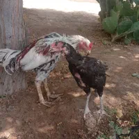 خروس و مرغ لاری