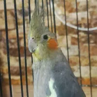 عروس هلندی ماده