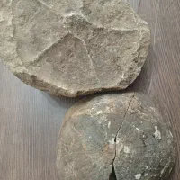فسیل