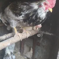 خروس طوسی گلین
