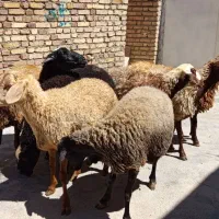شک ماده