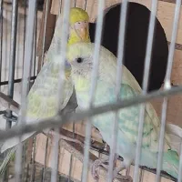 مرغ عشق در همه رنگ همه مدل همه سایز