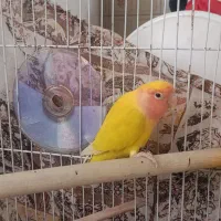 کوتوله نر