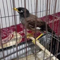 مرغ مینا ۵ماهه
