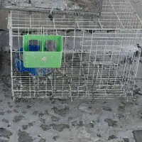 قفس جف کن  کبوتر