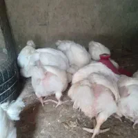 جوجه گوشتی اکبر جوجه