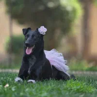 واگذاری رایگان عسل