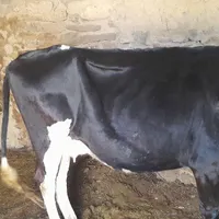 گاو  شیری و گوساله