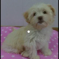 سگ شیتزو سفید پیدا شده