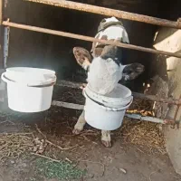 گوساله سیمینتال ماده