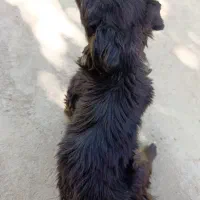 سگ پامر روباهی