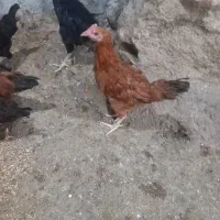 جوجه ۳ ماهه محلی واکسینه شده