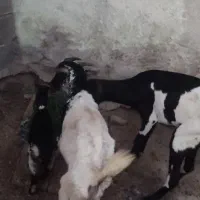 کهره نری گیسه