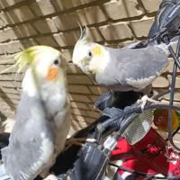 عروس هلندی سخنگو