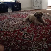 سگ پودل