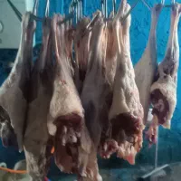 پخش دام زنده سید افشار و مغان کردستان