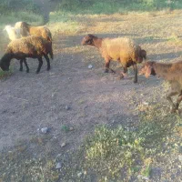 گوچ هترو|حیوانات مزرعه|ماهنشان, |دیوار