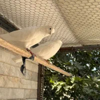 کفتر مایه دهن خورده ، کفتر شمرونی اصل اخمو