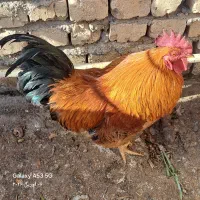 خروس|حیوانات مزرعه|اصفهان, پوریای ولی|دیوار