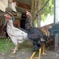 خروس سیاه