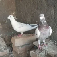 نر وماده سوسکی  زرنگ وباهاش تخم وجوجه مرتب