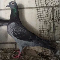 پلاکی نر