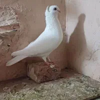 کبوتر سفید ماده هلندی فر