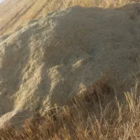 کاه گندم ۳۵ باک