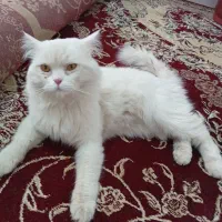 گربه پرشین