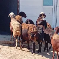 میش میش