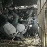 کبوتر چاهی زنده و سالم