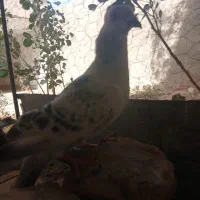 کفتر|پرنده|بیرجند, |دیوار
