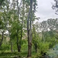 سربری گردو.وخرید چوب در زمین