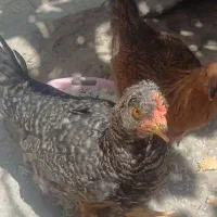 مرغ‌وخروس جوان