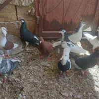 کبوتر