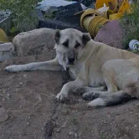 سگ ماده