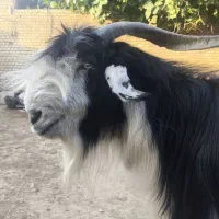 بعده تخمی