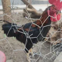 دو عدد خروس دورگ افغان