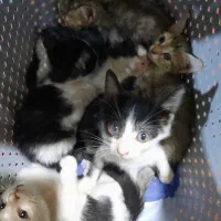 گربه واگذاری مهربون و دستی