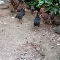 جوجه محلی دو ماهه