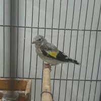 سهره جوجه متولد قفس