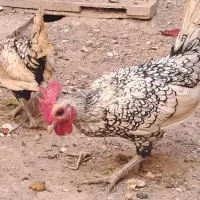 خروس سبرایت