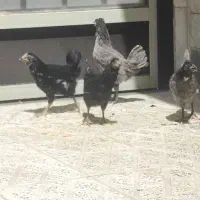 مرغ خروس برهما گلین