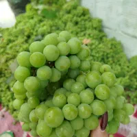 غوره|خوردنی و آشامیدنی|بندر انزلی, نیمه شعبان|دیوار