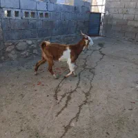 سلام یک راس بز جوان دو رگ