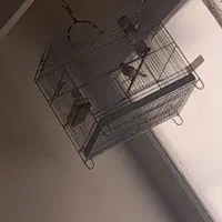سهره بخون طوطی برزیلی سرلاکی