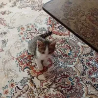 واگذاری گربه نژاد D.S.H