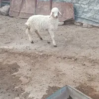 بره دو عدد